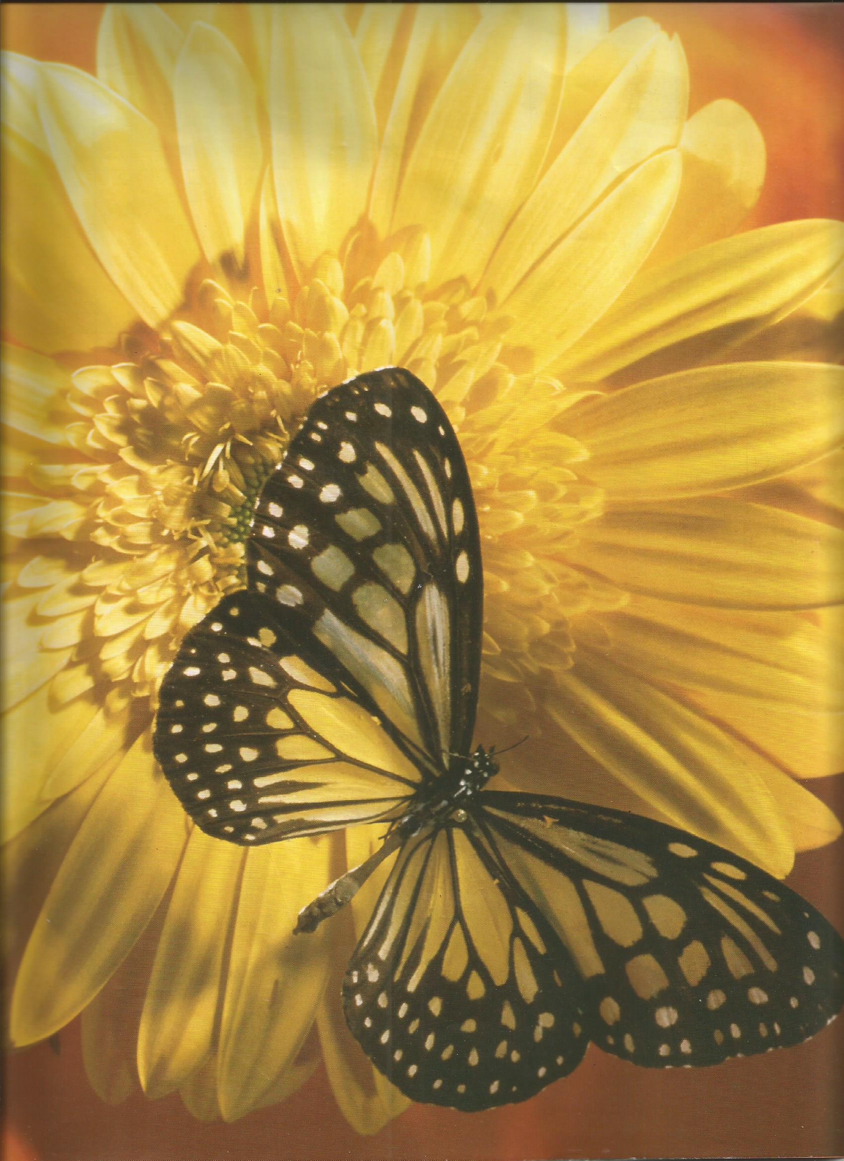 Flutter of an Eye