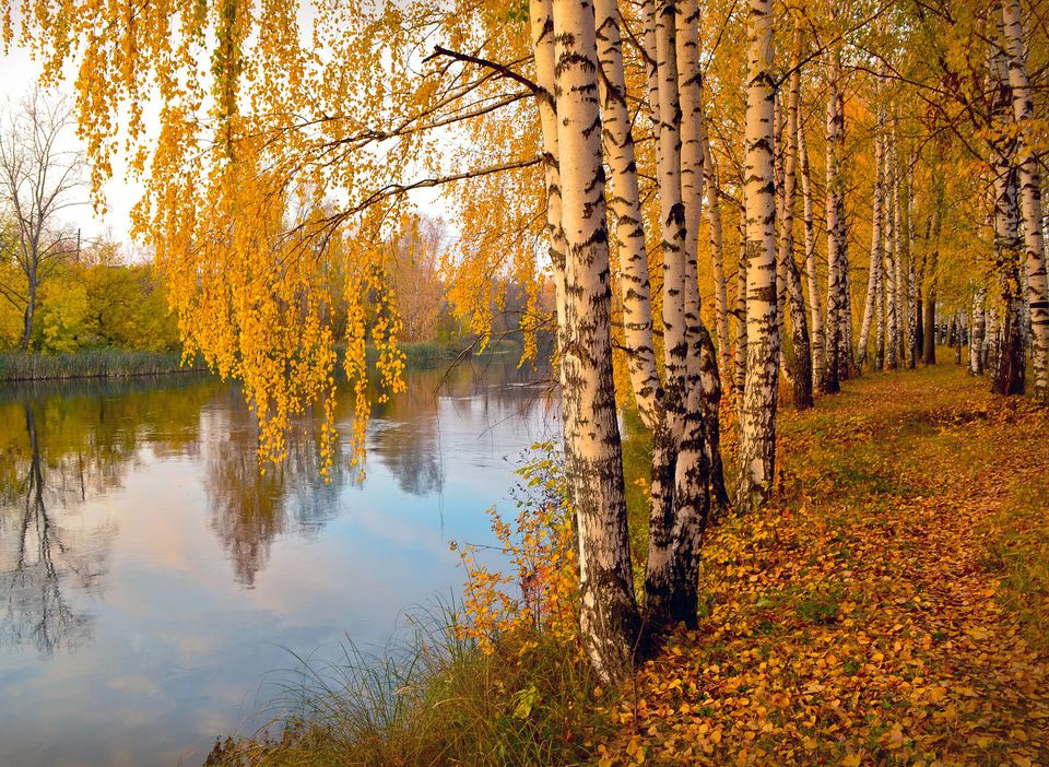 Poetry Nature