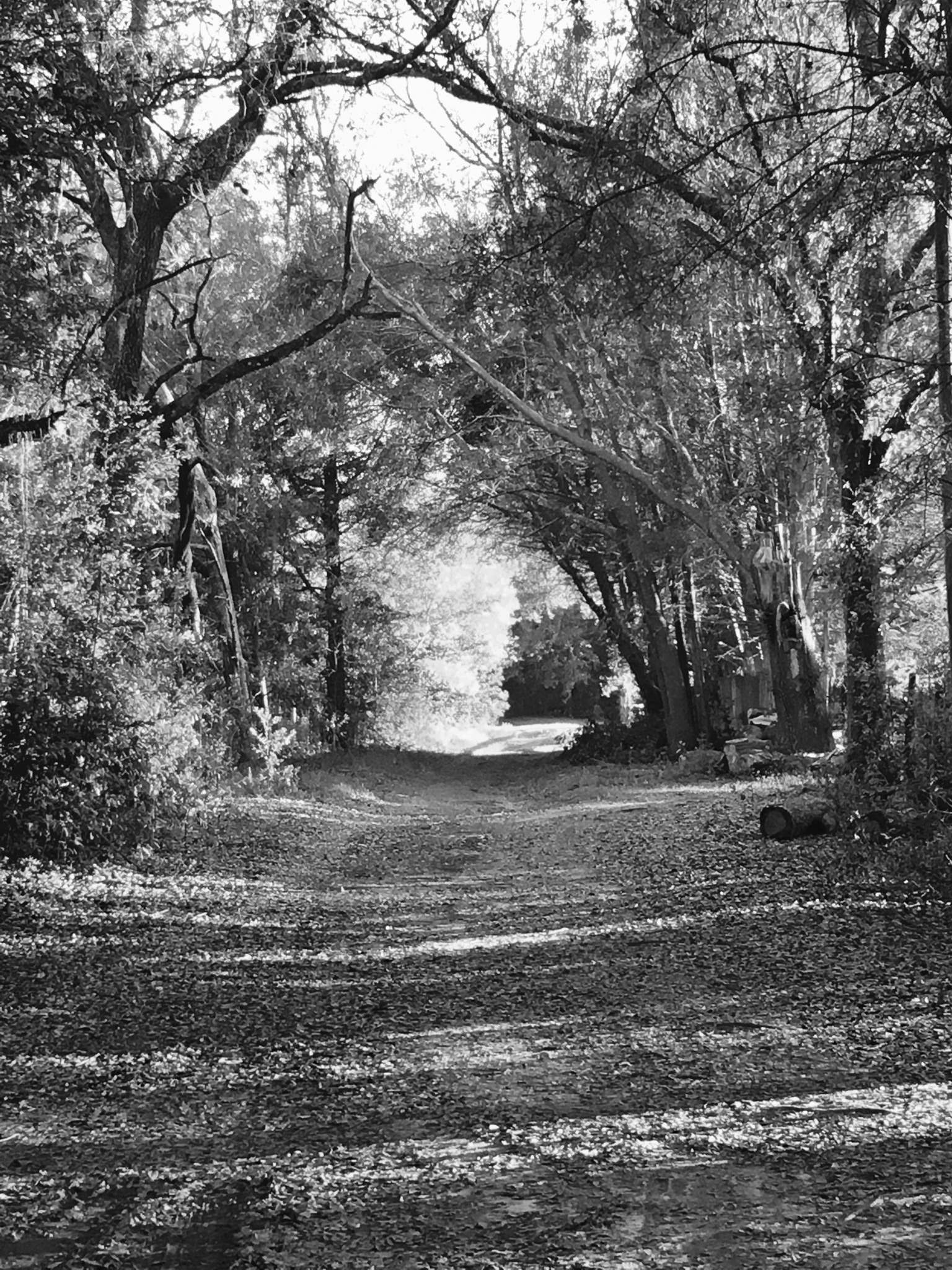 Wandering Thoughts