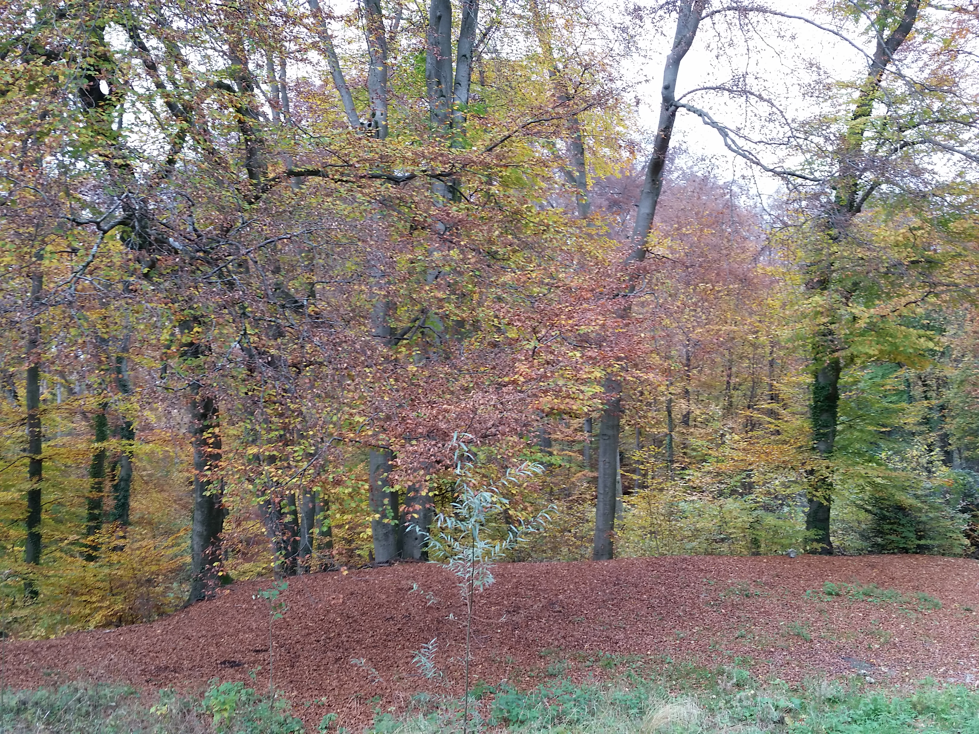 Nature
