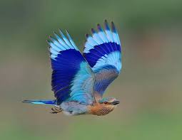 FREEDOM