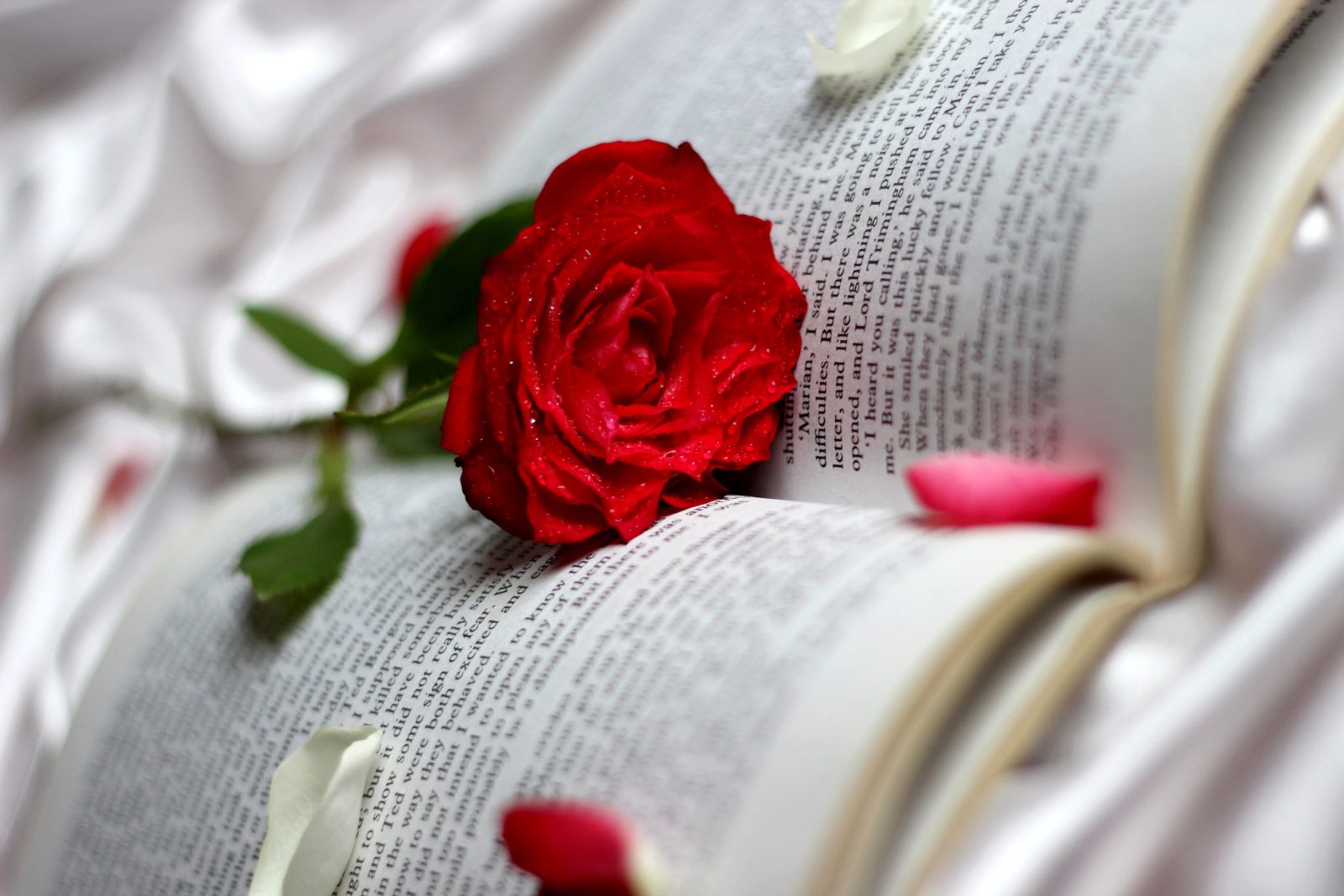 Red rose