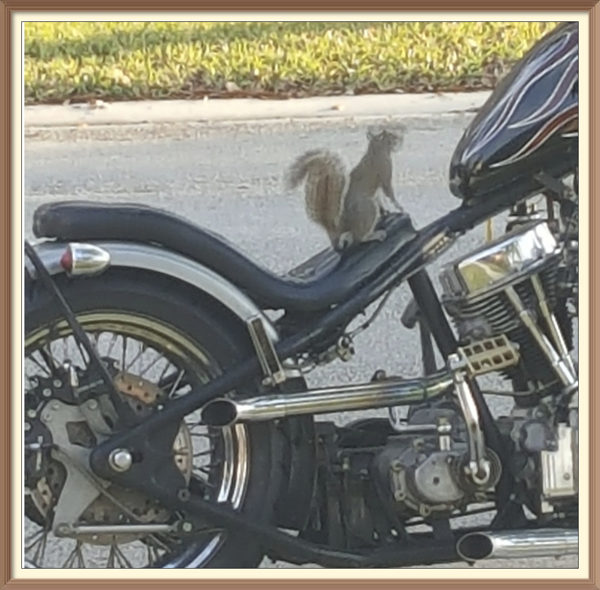 The Life of Stu, the Squirrel