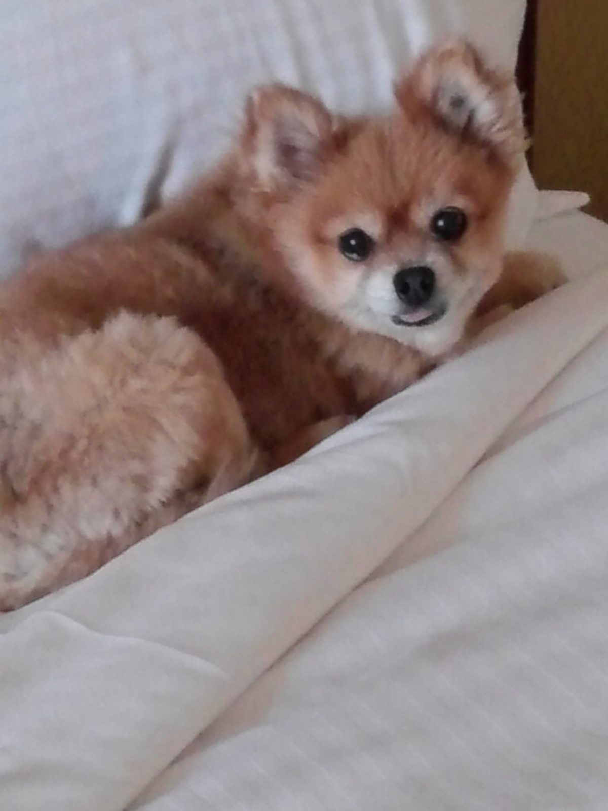 Beloved Pets