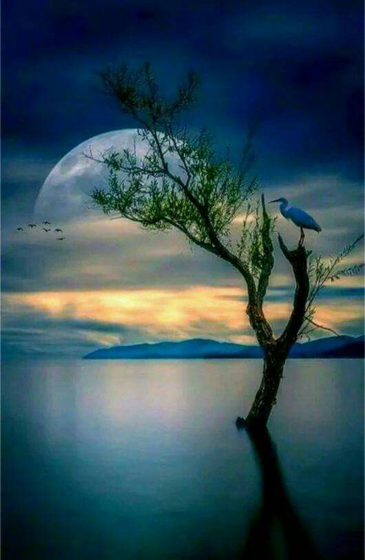 Life-a stage;My poems-the performances